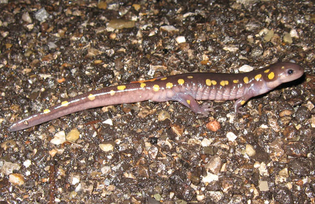 Spotted Salamander